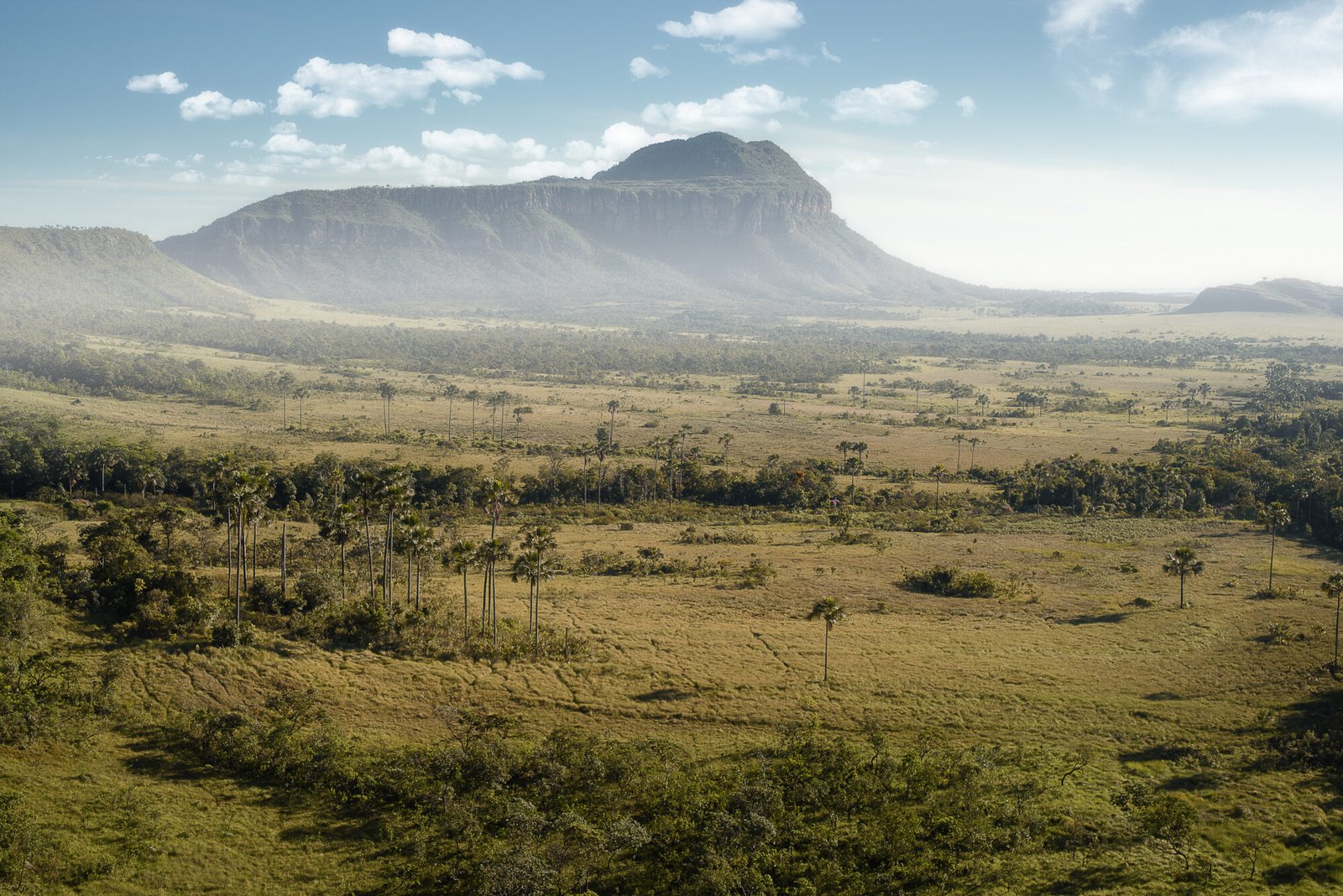 Savane brésilienne