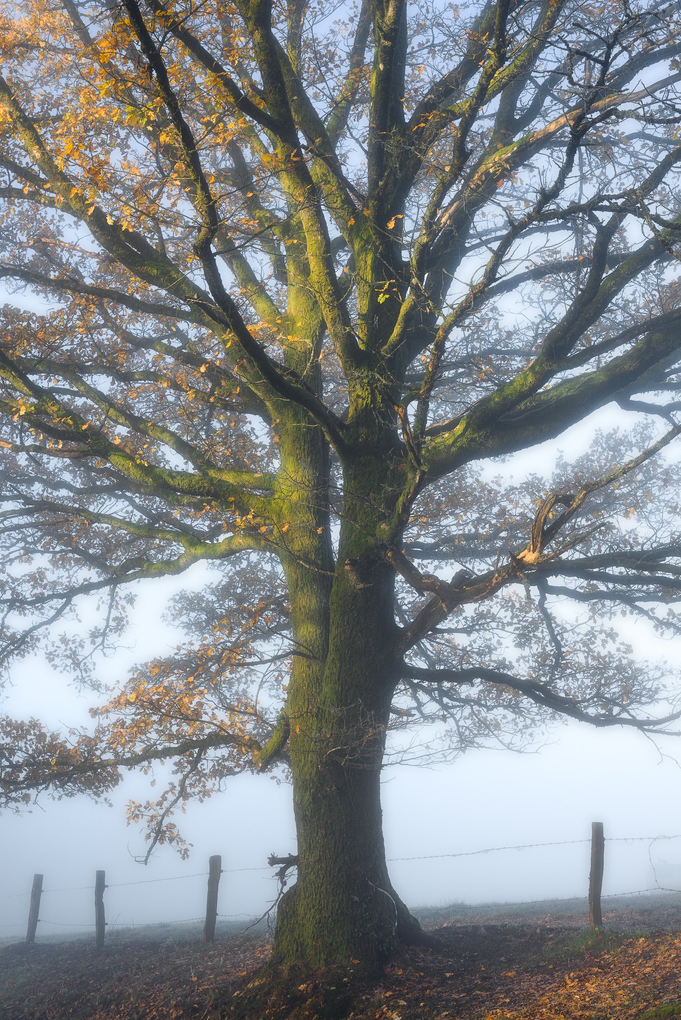 Matin d'automne